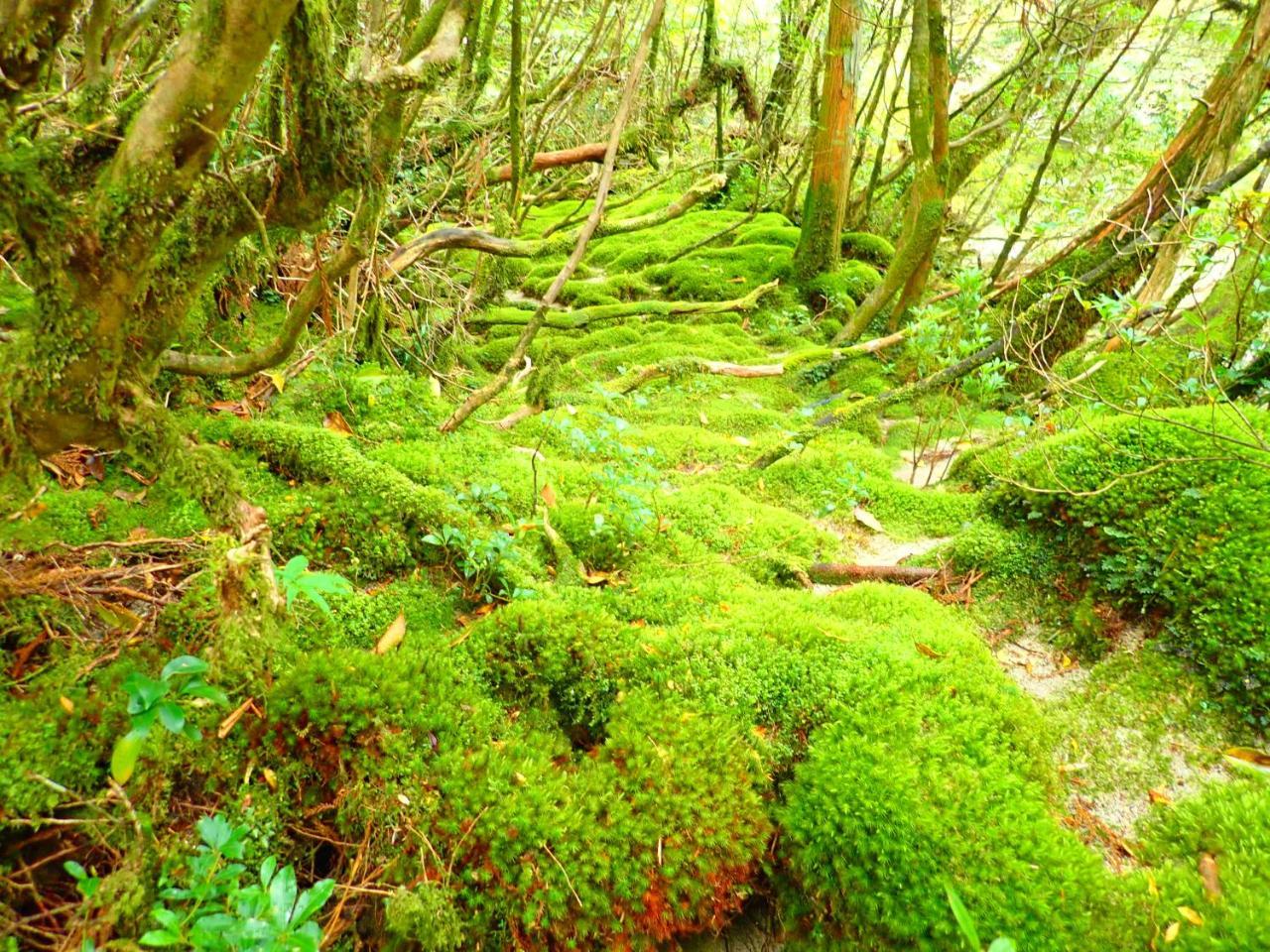 Yakushima Cottage Morino Fairy All Cotage With Open-Air Bath Dış mekan fotoğraf